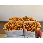 Tulp si Jan Seignette