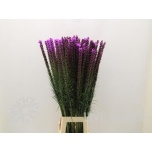 Liatris callilepis 90cm