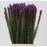 Liatris Spicata 80cm
