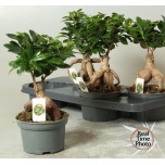 Ficus microcarpa ginseng 15cm