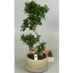 Ficus microcarpa ginseng Bonsai 29cm