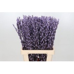 Salix Paju Pussy Willow Milka 70cm