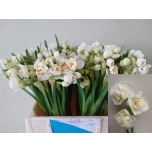 Narcissus Nartsiss Bridal Crown