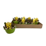 Tulp en yellow baby 16cm