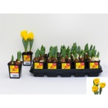 Tulipa Tulp 7cm en yellow baby
