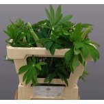 Lupinus 50cm