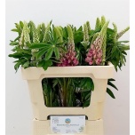 Lupinus 60cm