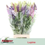 Lupinus Lupiin 70cm