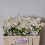 Campanula Kellukas Champion White 50cm