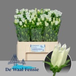 Campanula Kellukas Champion White 60cm