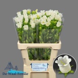Campanula Kellukas Champion White 60cm