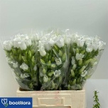Campanula Kellukas Champion White 60cm