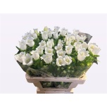 Campanula Kellukas Champion White 60cm