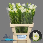 Campanula Kellukas Champion White 65cm