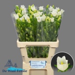 Campanula Kellukas Champion White 65cm