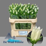 Campanula Kellukas Champion White 65cm