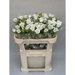 Campanula Kellukas Champion White 70cm