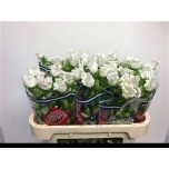 Campanula Kellukas Medium Champion White 70cm