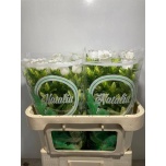 Campanula Kellukas Champion White 70cm