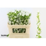 Campanula Kellukas Champion White 70cm
