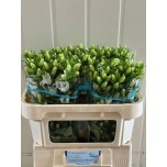 Campanula Kellukas Champion White 70cm