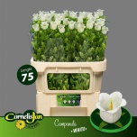 Campanula Kellukas Champion White 75cm