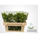 Campanula Kellukas Champion White 75cm
