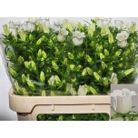 Campanula Kellukas Champion White 75cm