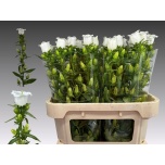Campanula Kellukas Champion White 75cm