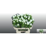 Campanula Kellukas Champion White 80cm