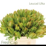 Leucadendron Valgepuu Laurel Yellow 40cm