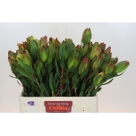 Leucadendron Valgepuu Laurel Yellow 60cm