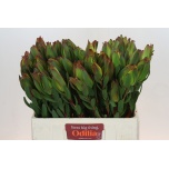 Leucadendron Valgepuu Laurel Yellow 60cm