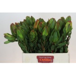 Leucadendron Valgepuu Laurel Yellow 60cm