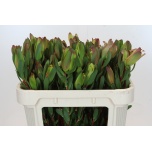 Leucadendron Valgepuu Laurel Yellow 70cm