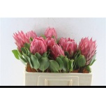 Protea Prootea Red rex 50cm