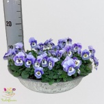 Viola Võõrasema co callisto f1 marina 30cm