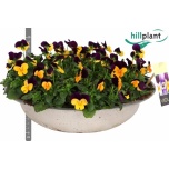 Viola Võõrasema co callisto f1 orange white purple 36cm
