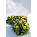 Viola Võõrasema co yellow 23cm
