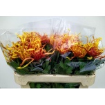 Chrysanthemum Krüsanteem BL Cobra*10