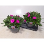 Impatiens new guinea grp celebration purple 25cm