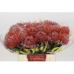Leucospermum Nõelakera Scarlet Ribbon 40cm*5