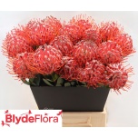 Leucospermum Nõelakera Scarlet Ribbon 50cm*5