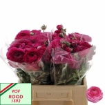 Ranunculus Hot Pink 40cm