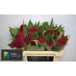 Celosia Mätashari Act Dara 65cm