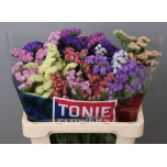 Limonium Parkjuur Rainbow (mixbunch) 60cm