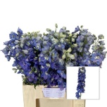 Delphinium Kukekannus Guardian Lavender 65cm