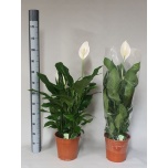 Spathiphyllum Tõlvlehik sweet silvana 24cm