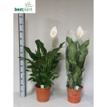 Spathiphyllum Tõlvlehik sweet silvana 24cm