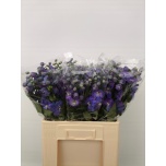 Delphinium Kukekannus Guard Blue 60cm